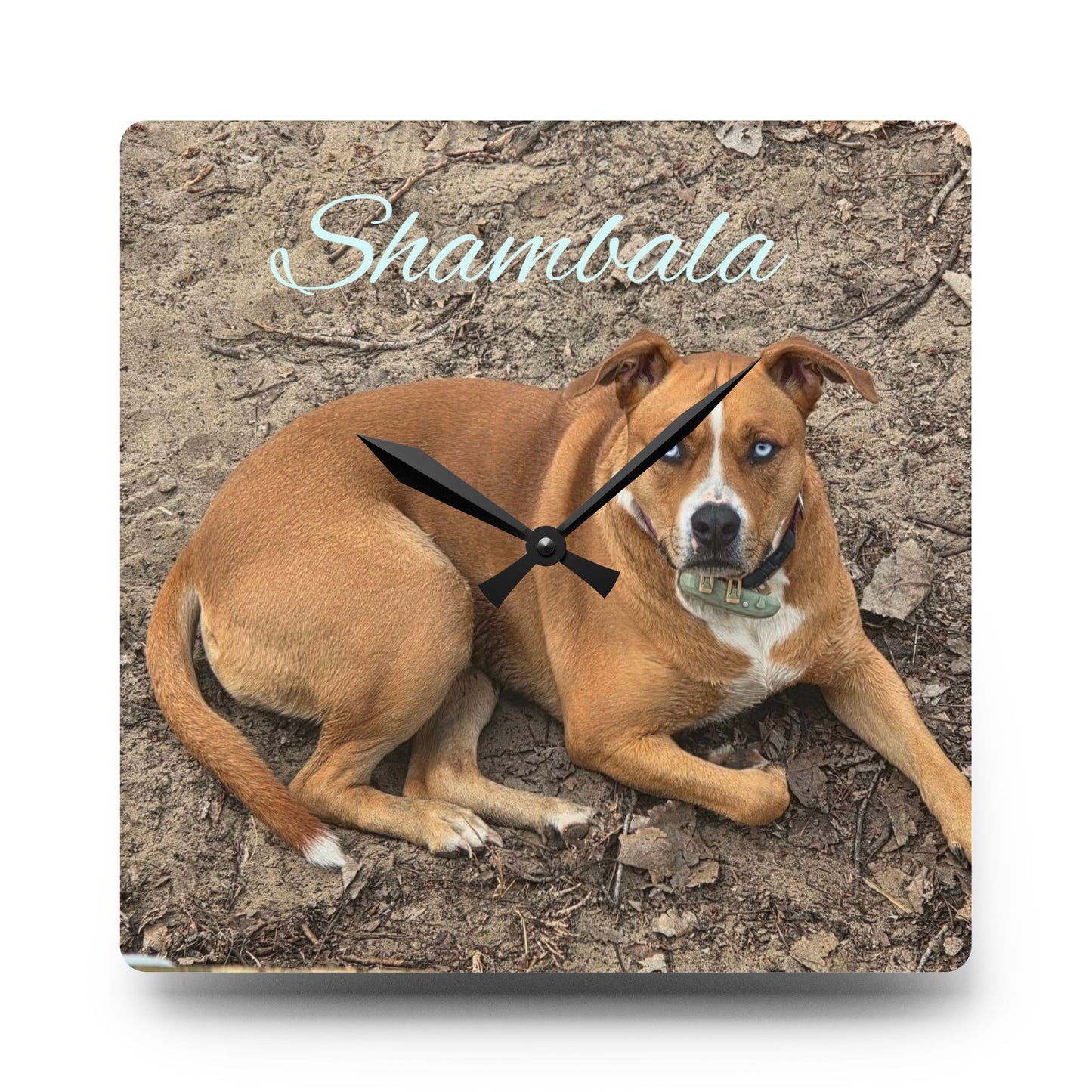 Personalized Dog Photo Acrylic Wall Clock — Custom Name (e.g., Shambala)