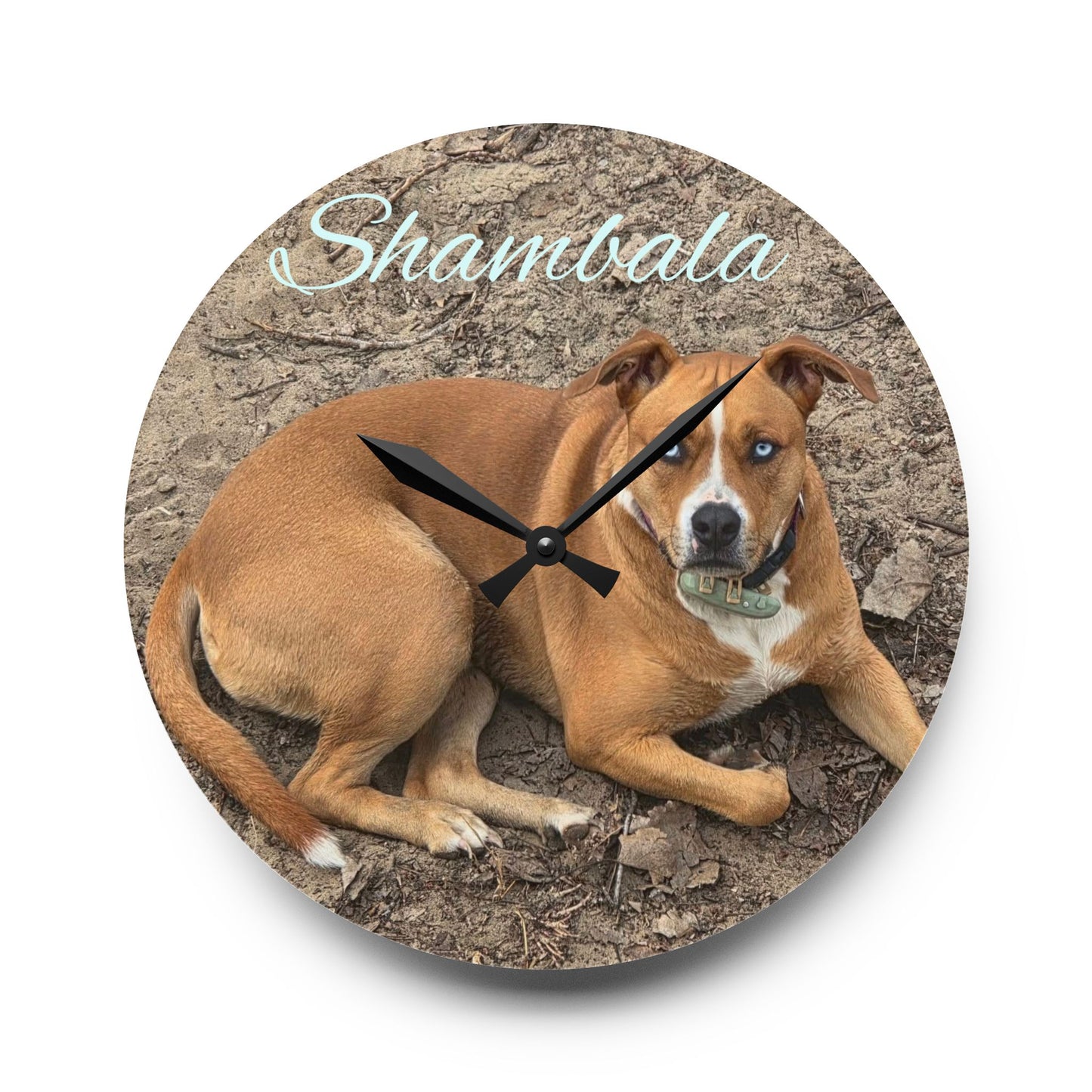 Personalized Dog Photo Acrylic Wall Clock — Custom Name (e.g., Shambala)