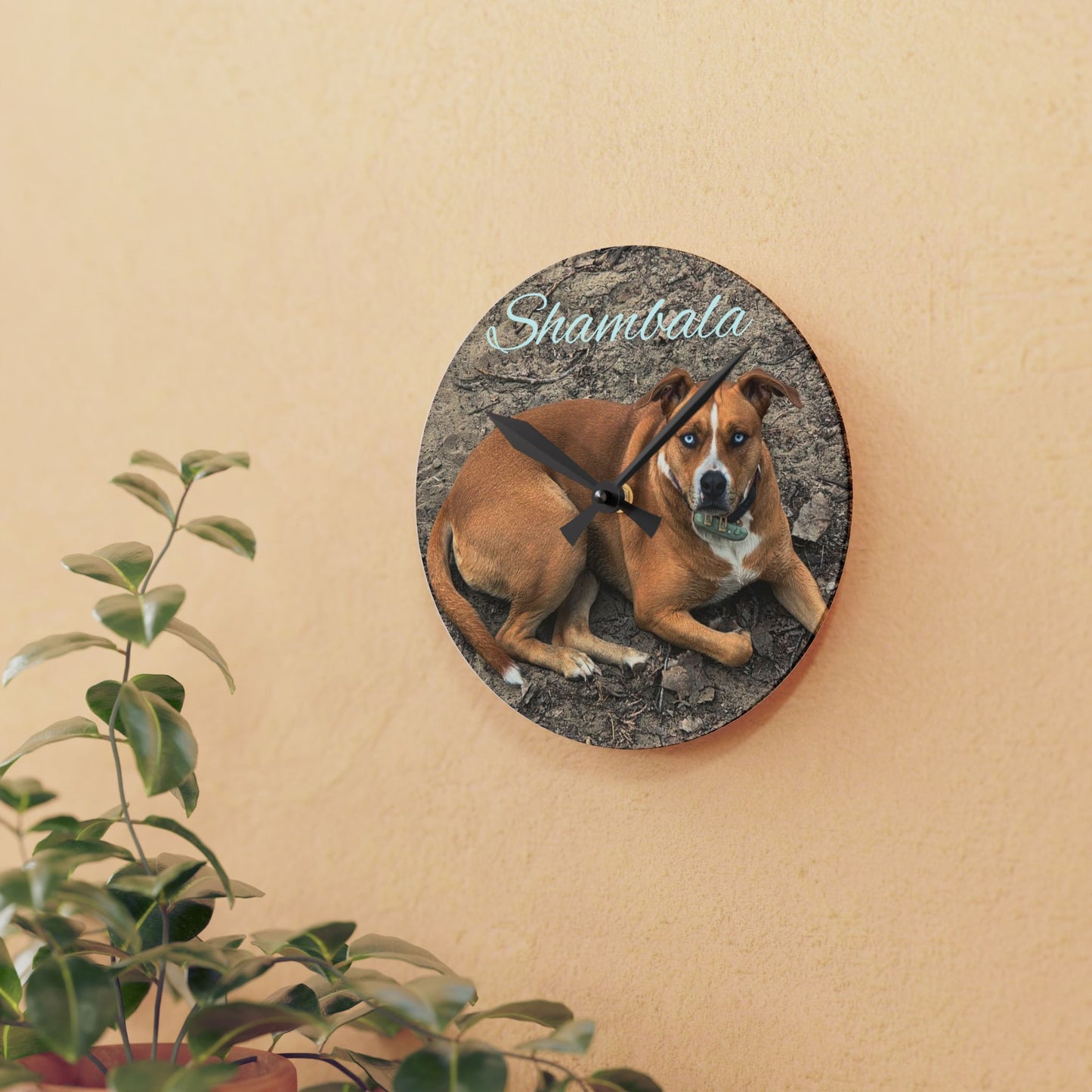 Personalized Dog Photo Acrylic Wall Clock — Custom Name (e.g., Shambala)