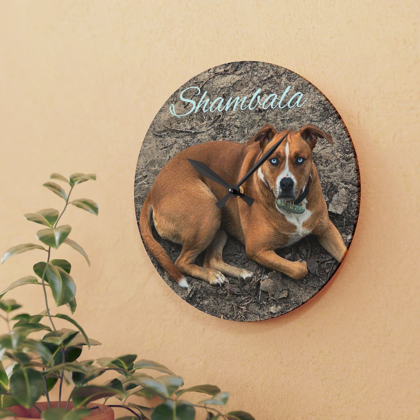 Personalized Dog Photo Acrylic Wall Clock — Custom Name (e.g., Shambala)