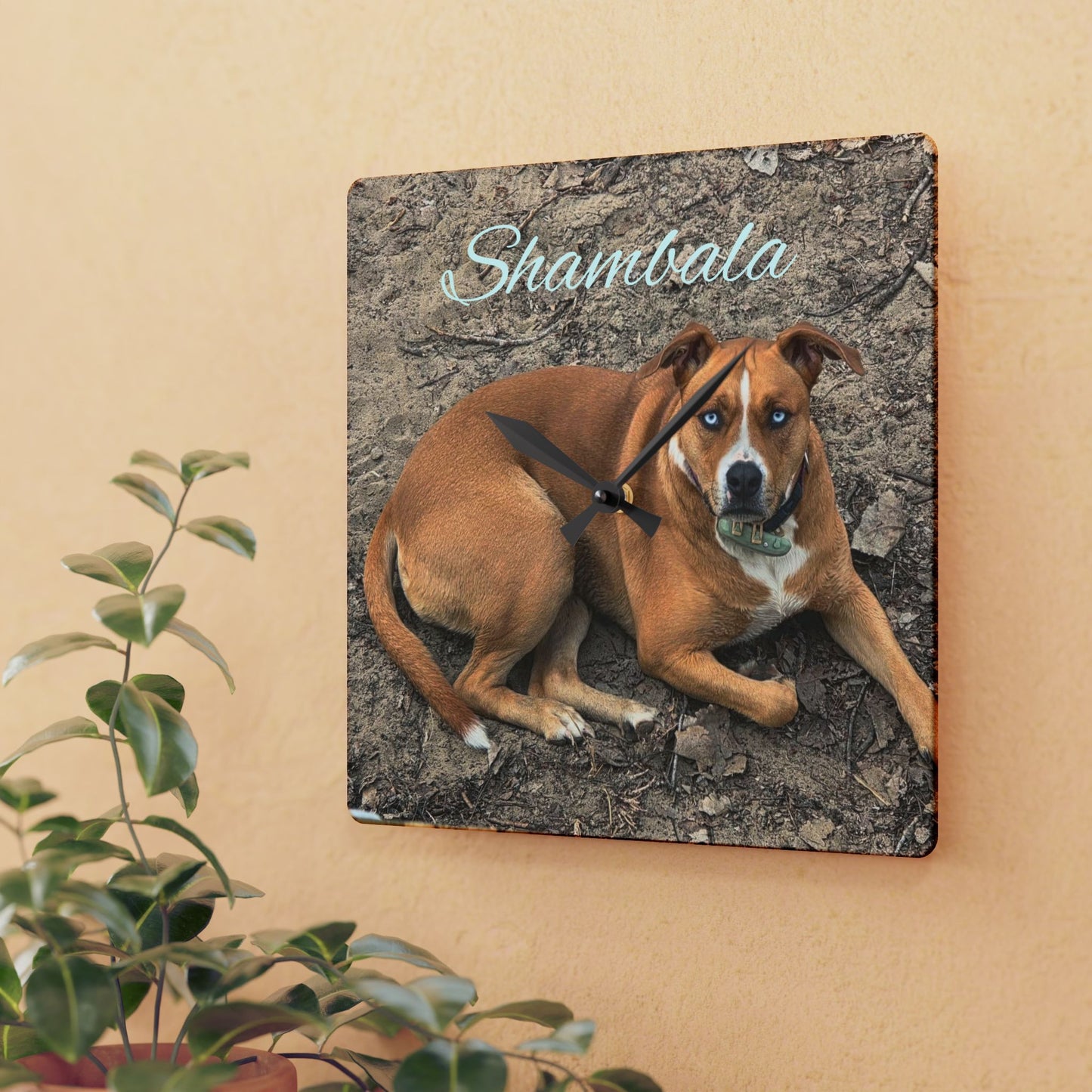 Personalized Dog Photo Acrylic Wall Clock — Custom Name (e.g., Shambala)